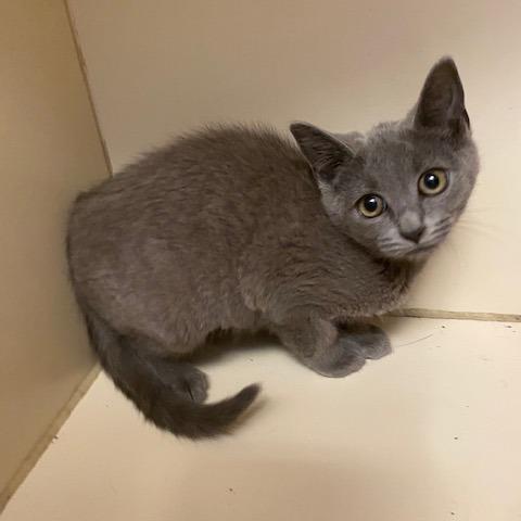 Lolli, Adoptable, Kitten Female Domestic Short Hair.