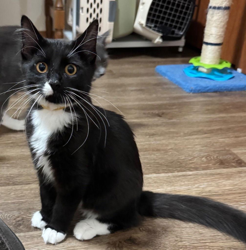 Luthen, a Adoptable Domestic Short Hair in Battle Ground, WA image 1/3