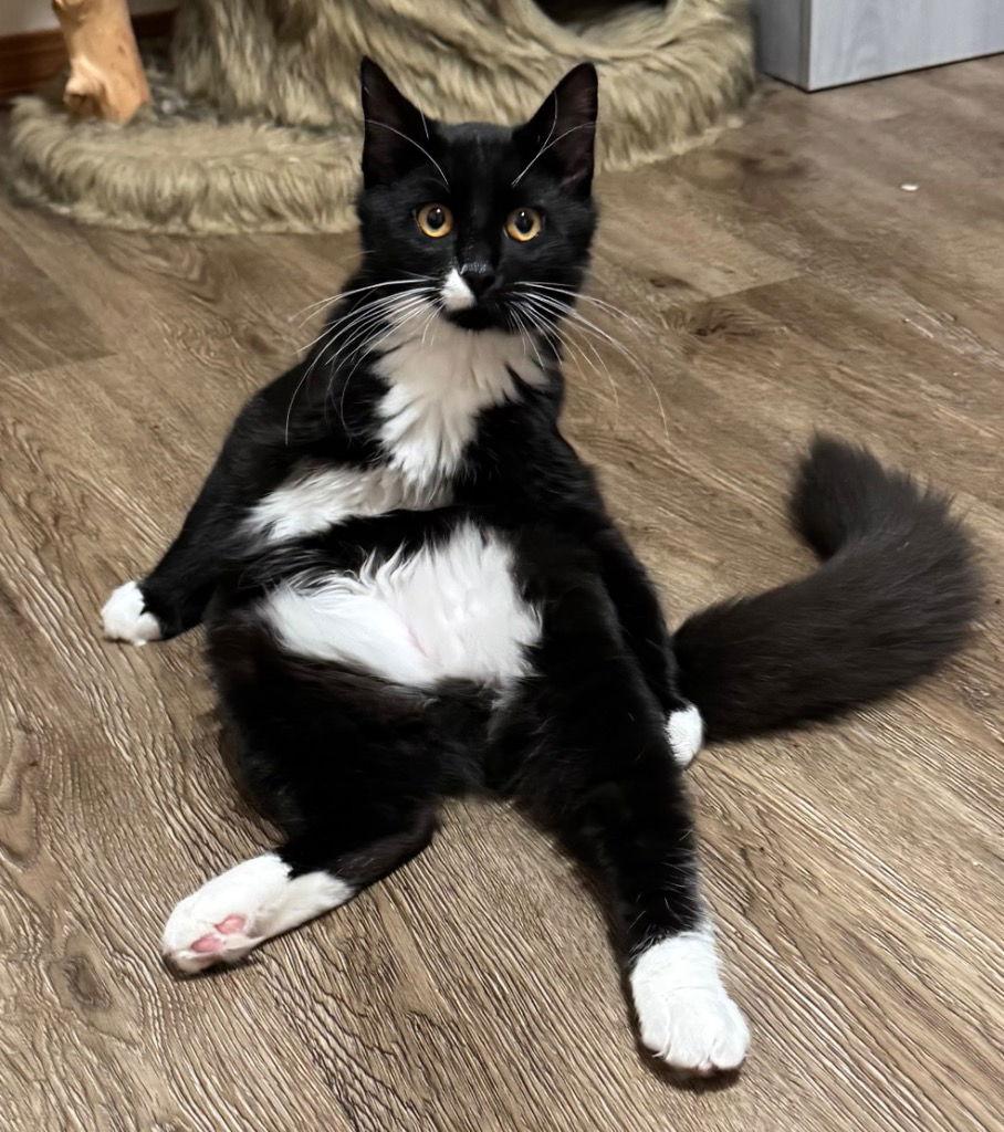 Luthen, a Adoptable Domestic Short Hair in Battle Ground, WA image 2/3