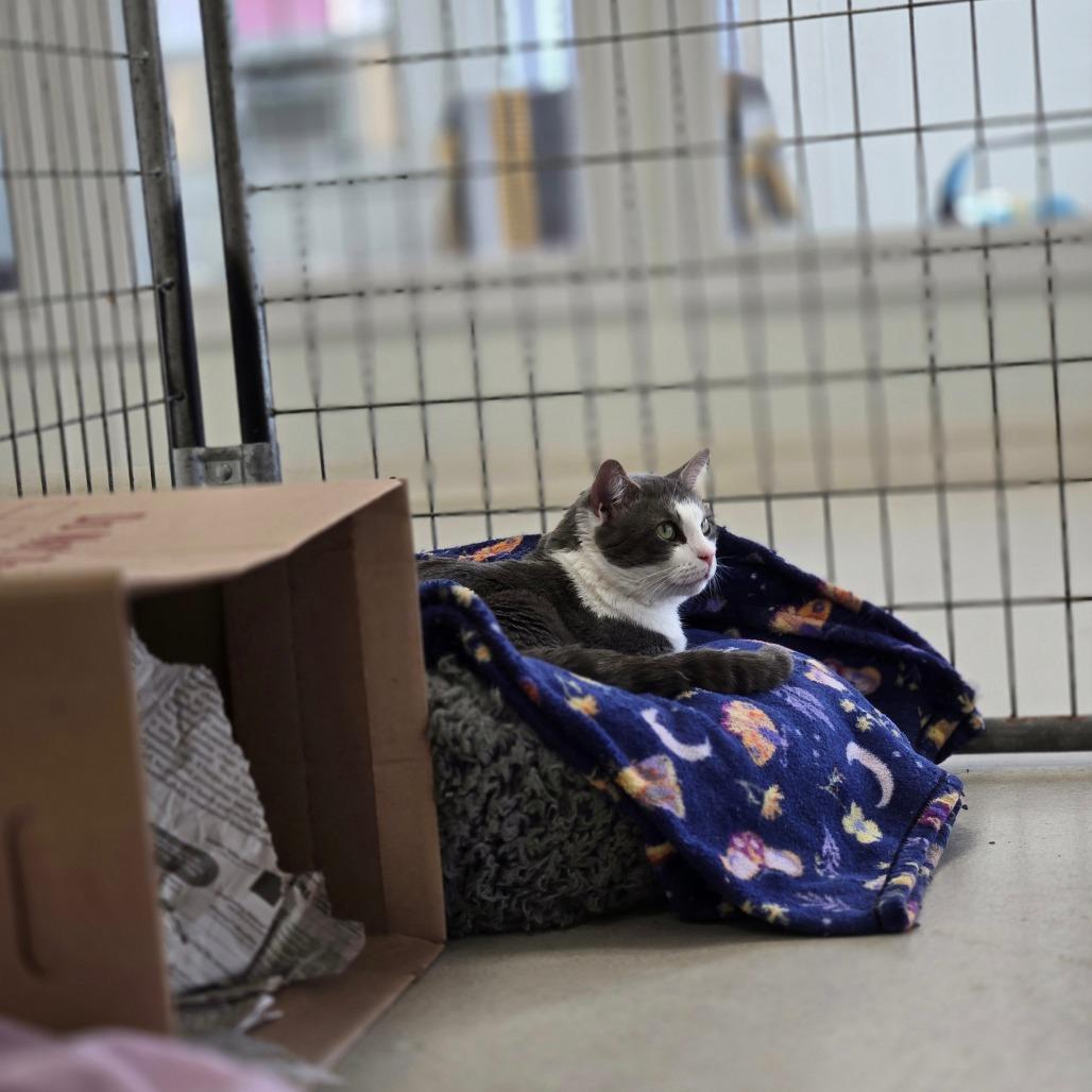 Mack, a Adoptable Domestic Short Hair in East Smithfield , PA image 1/6