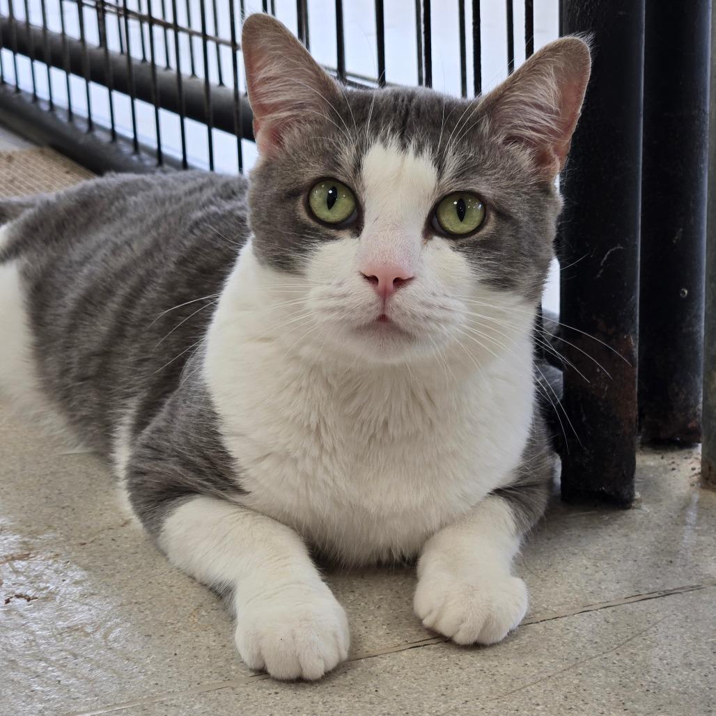 Mack, a Adoptable Domestic Short Hair in East Smithfield , PA image 2/6