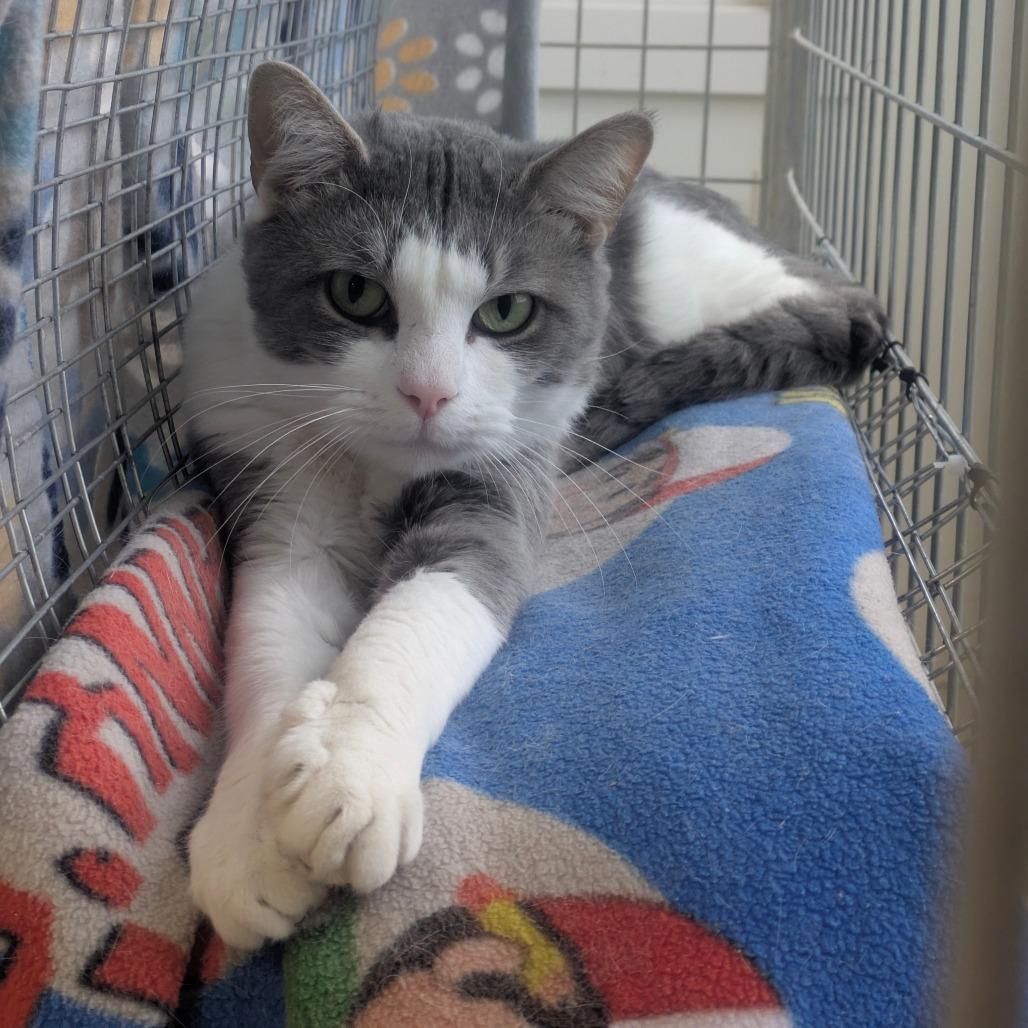 Macleod, a Adoptable Domestic Short Hair in East Smithfield , PA image 1/2