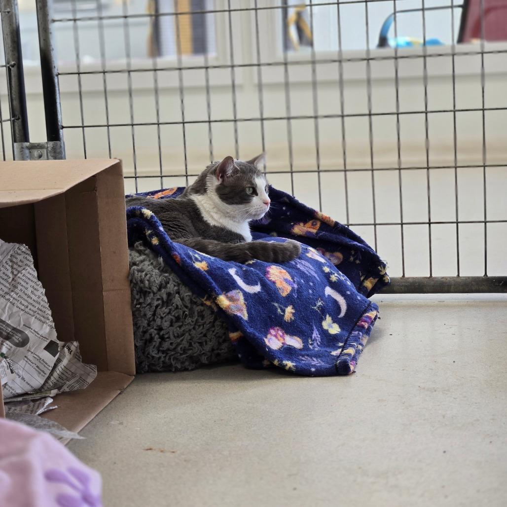 Mack, a Adoptable Domestic Short Hair in East Smithfield , PA image 4/6