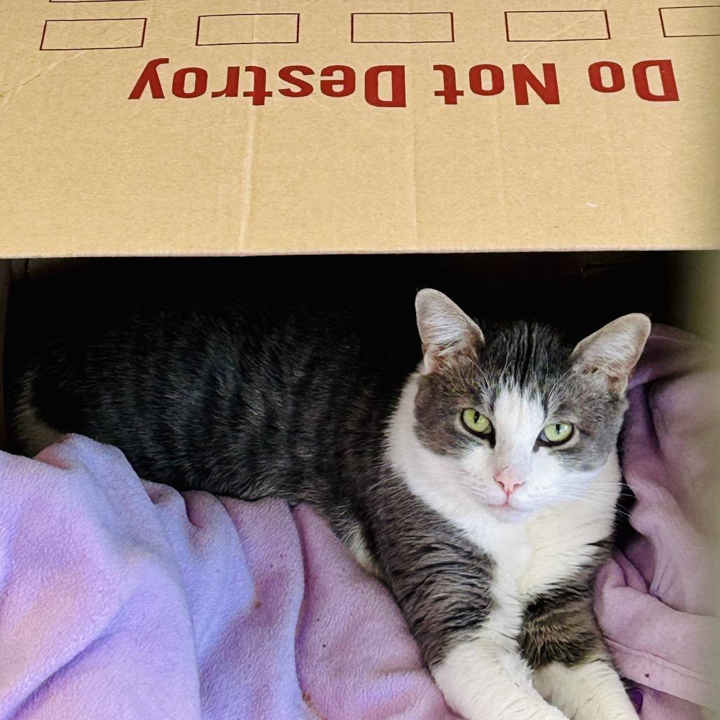 Macleod, a Adoptable Domestic Short Hair in East Smithfield , PA image 2/2