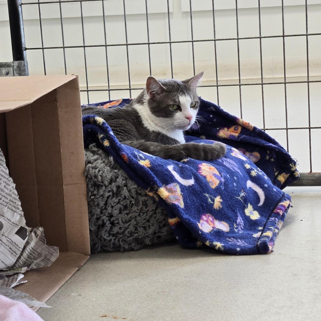 Mack, a Adoptable Domestic Short Hair in East Smithfield , PA image 6/6