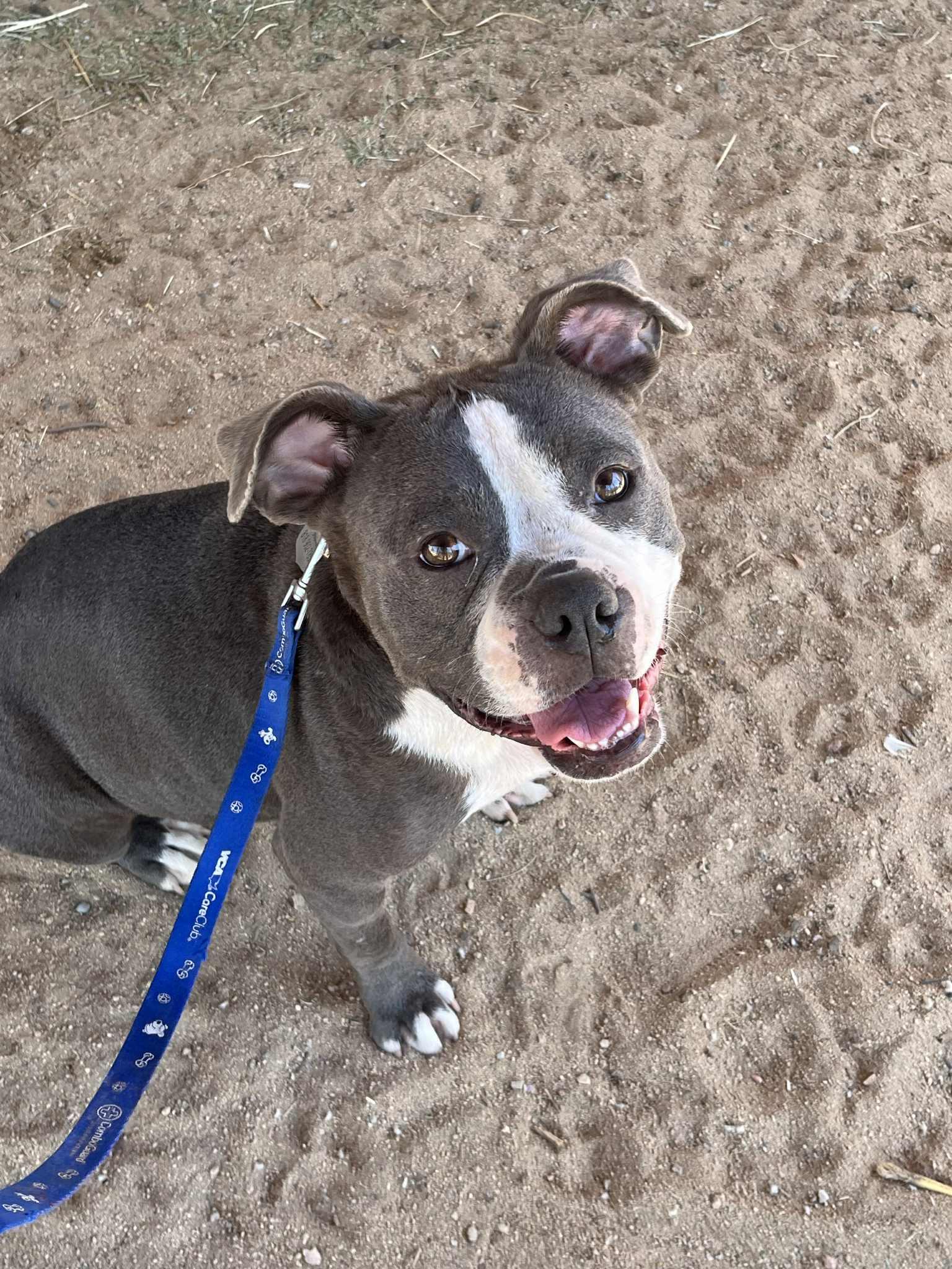Penelope, a Adoptable mixed breed in Oceanside, CA image 5/5