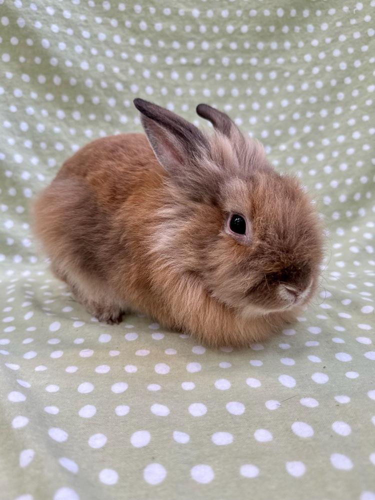 Amica, a Adoptable Lionhead in Gainesville, FL image 1/4