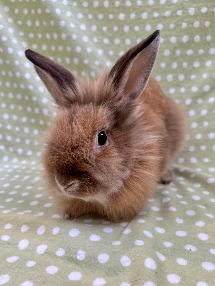 Amica, a Adoptable Lionhead in Gainesville, FL image 2/4