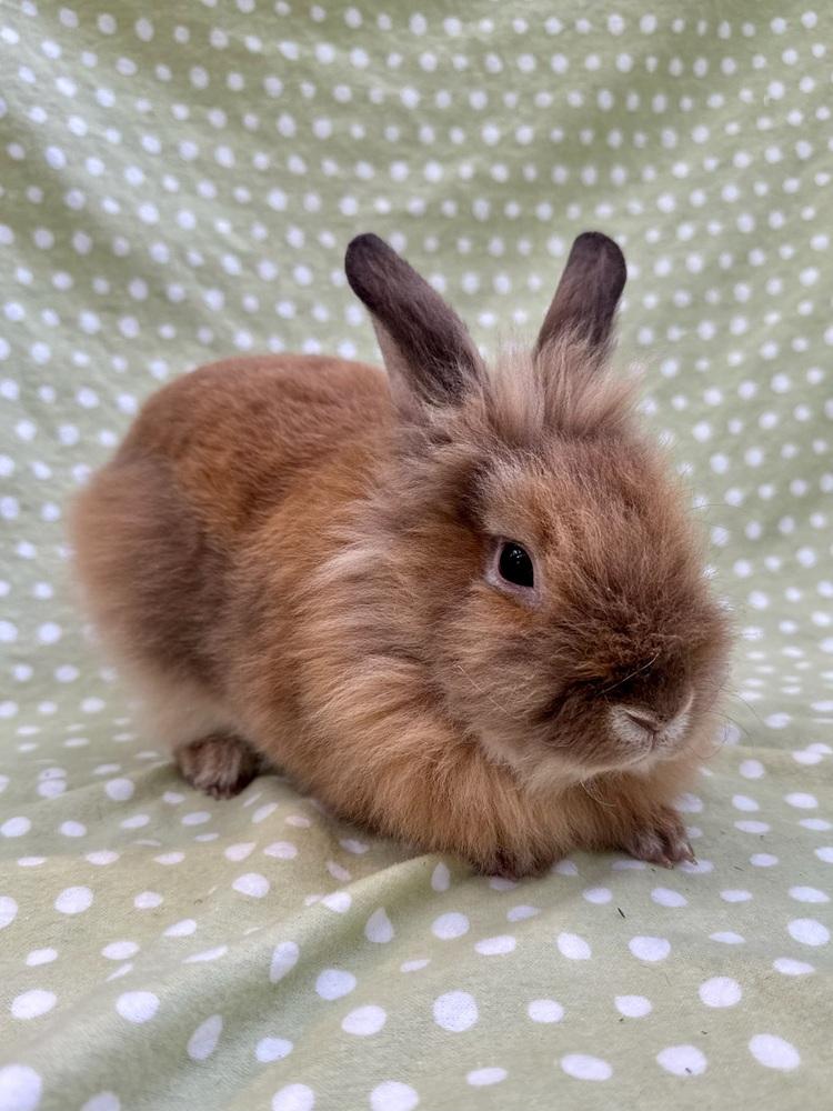 Amica, a Adoptable Lionhead in Gainesville, FL image 3/4