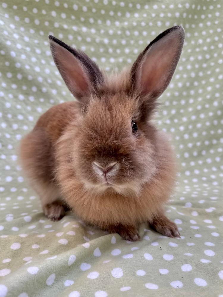 Amica, a Adoptable Lionhead in Gainesville, FL image 4/4