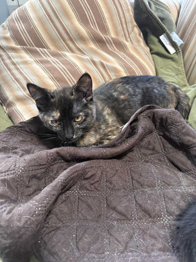 Brandy, Adoptable, Kitten Female Domestic Short Hair.