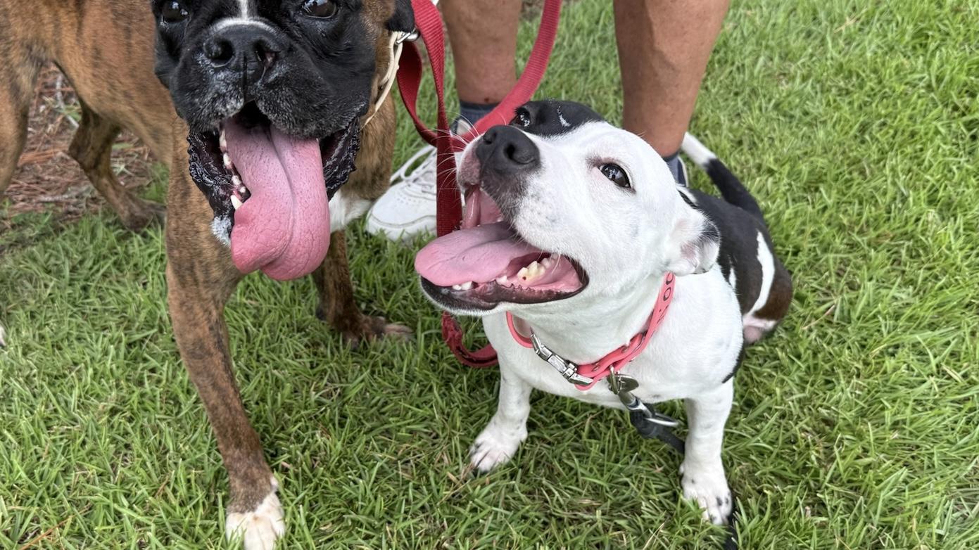 Enlarge NOODLES, an adoptable mixed breed in Ridgeland, SC image 2/5