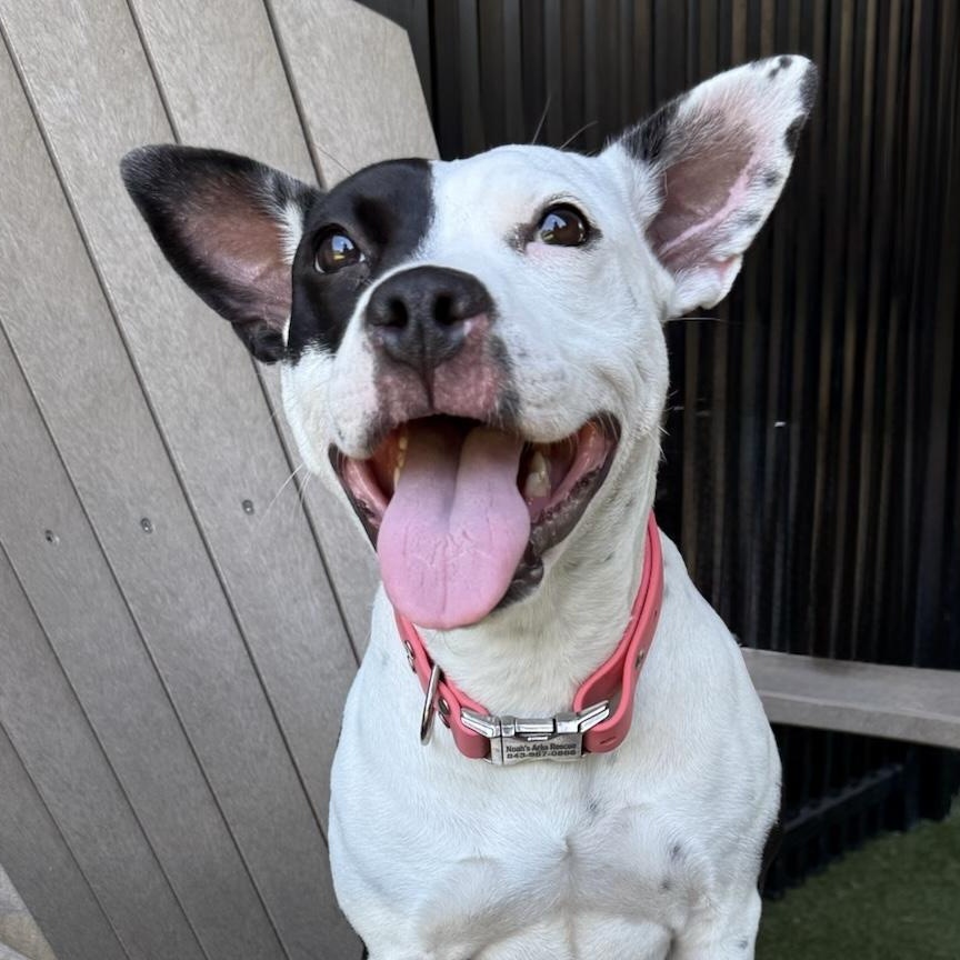 Enlarge NOODLES, an adoptable mixed breed in Ridgeland, SC image 1/5