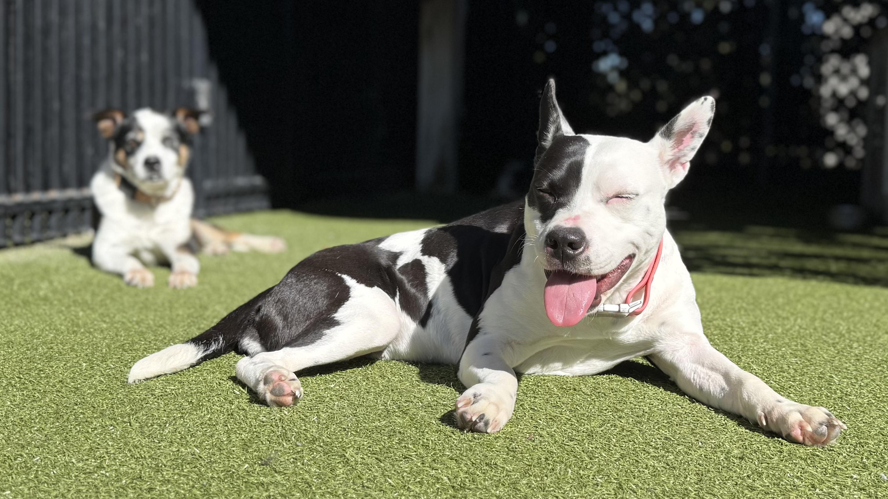 Enlarge NOODLES, an adoptable mixed breed in Ridgeland, SC image 3/5