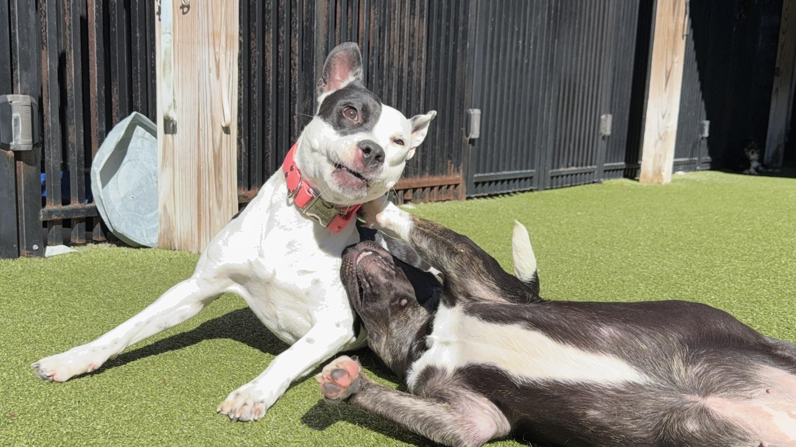 Enlarge NOODLES, an adoptable mixed breed in Ridgeland, SC image 5/5