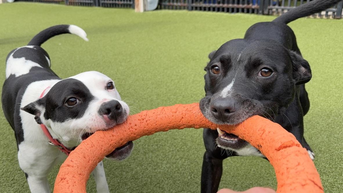 Enlarge NOODLES, an adoptable mixed breed in Ridgeland, SC image 4/5