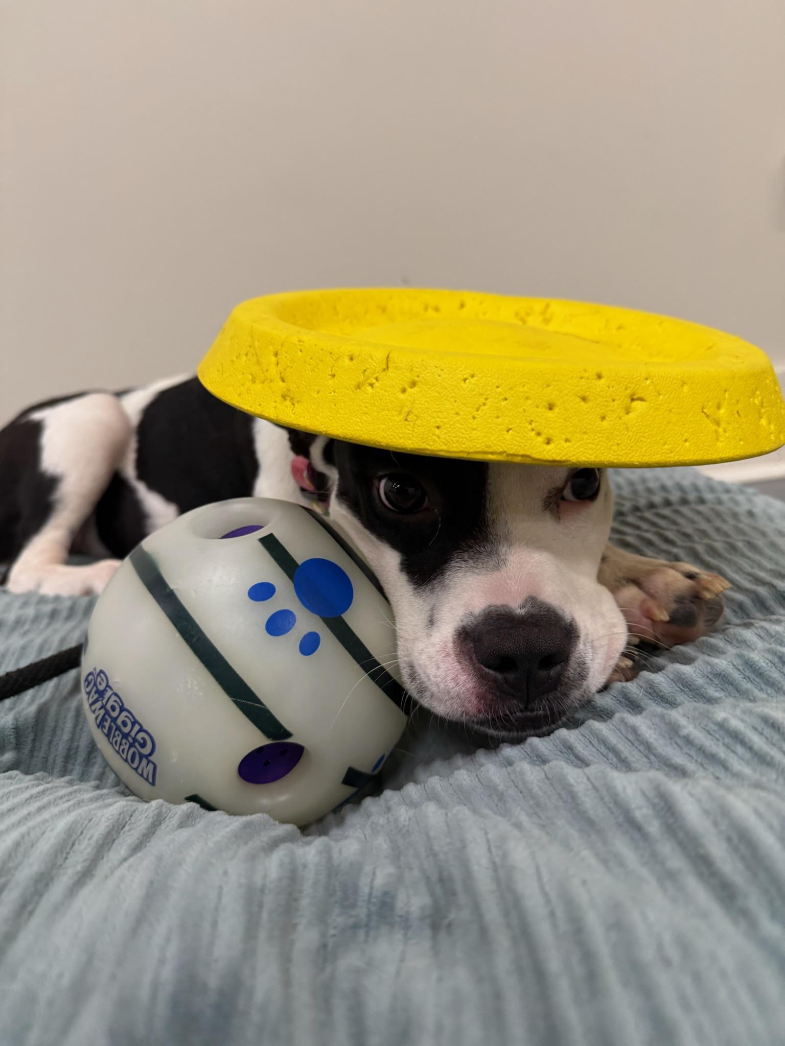 Enlarge Noodles, a Adoptable mixed breed in Ridgeland, SC image 2/4