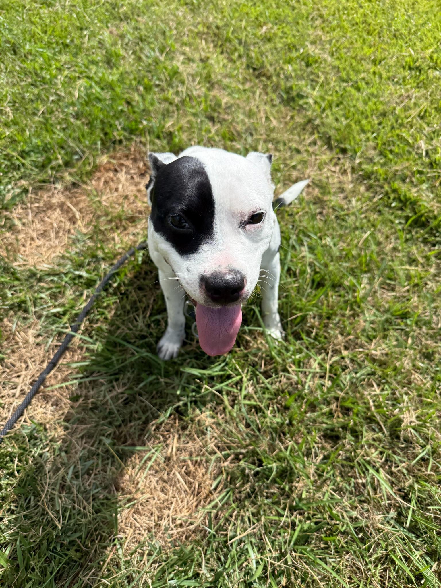 Enlarge Noodles, a Adoptable mixed breed in Ridgeland, SC image 3/4