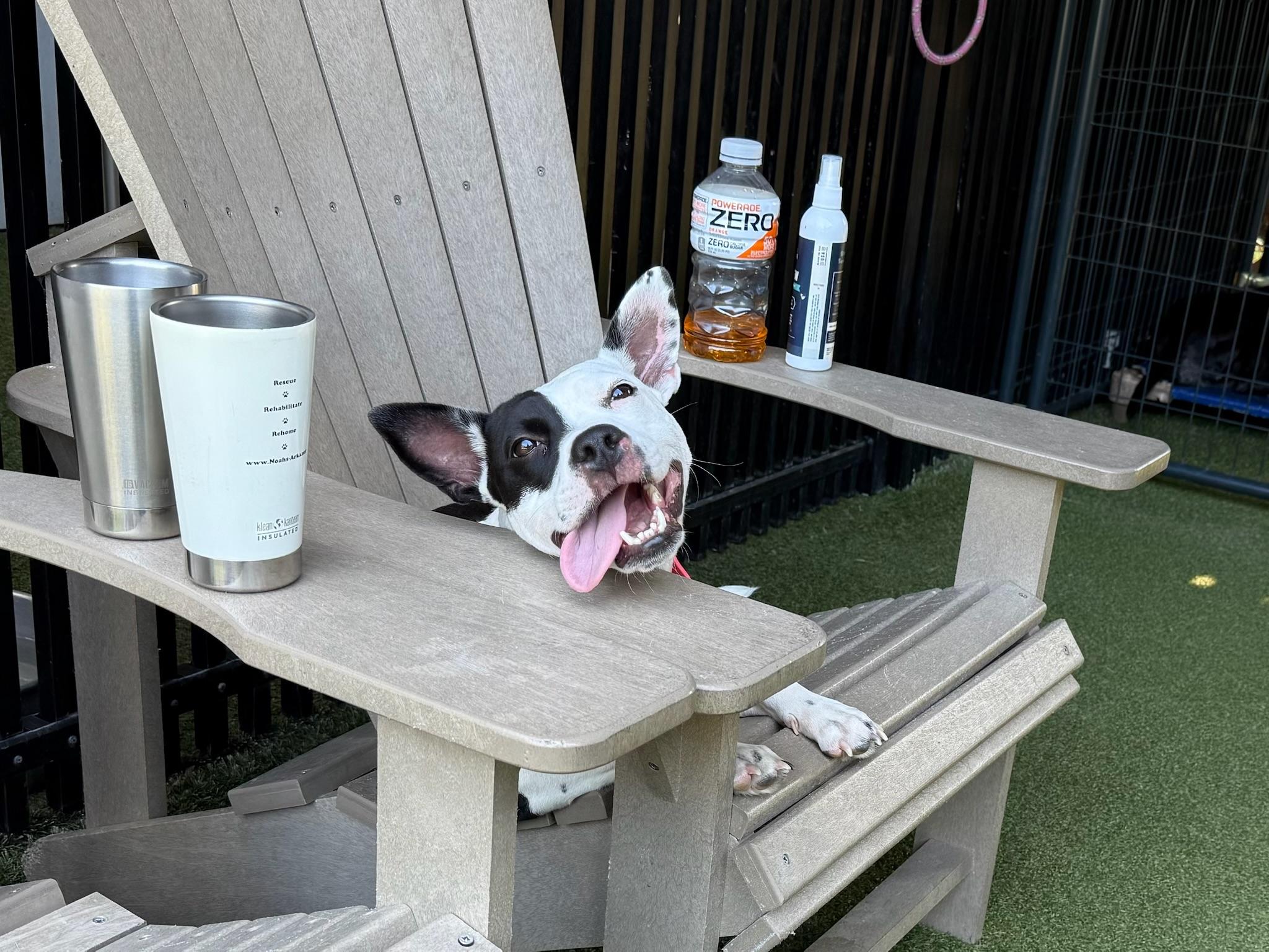 Enlarge Noodles, a Adoptable mixed breed in Ridgeland, SC image 4/4