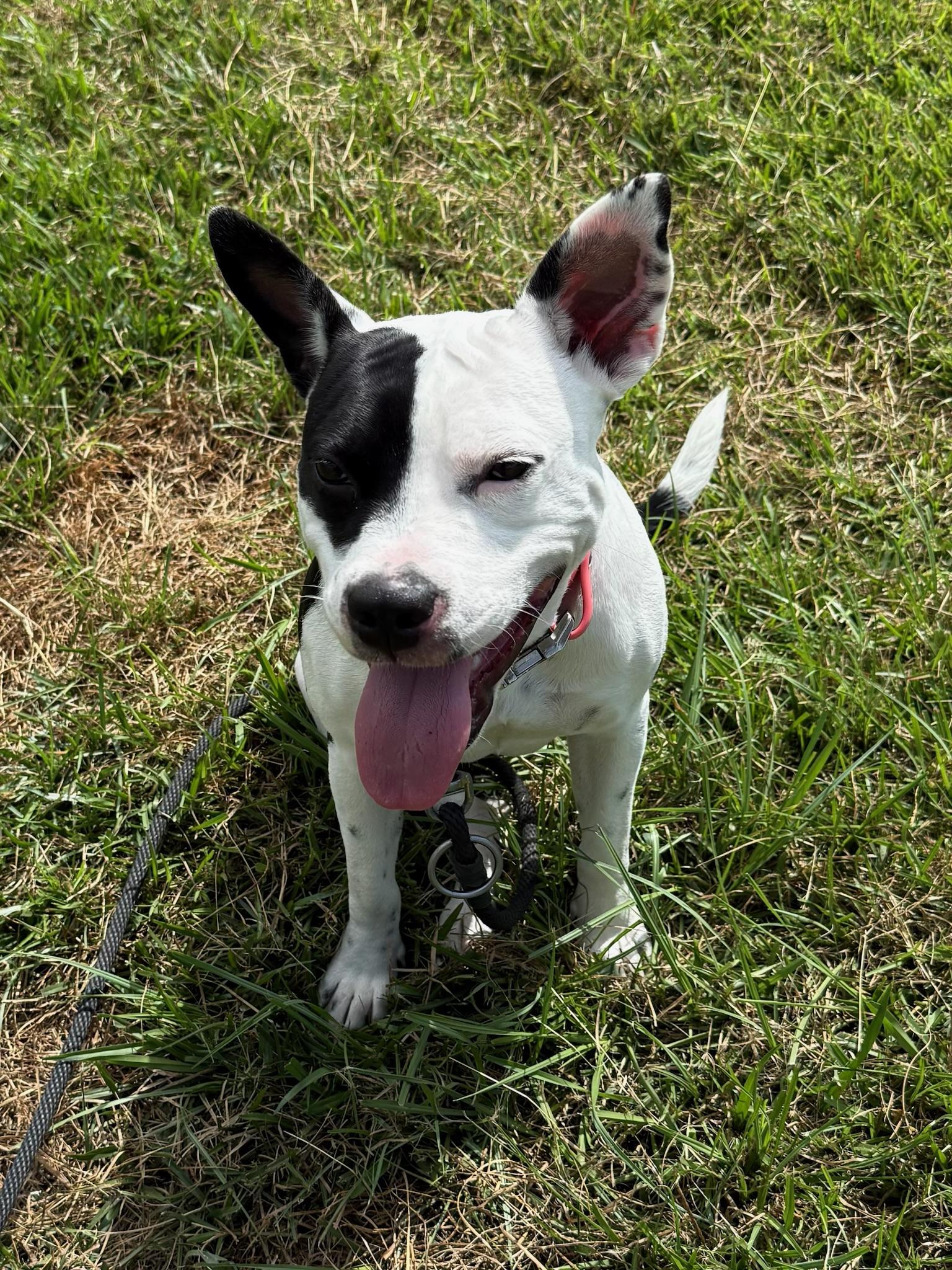 Enlarge Noodles, a Adoptable mixed breed in Ridgeland, SC image 1/4