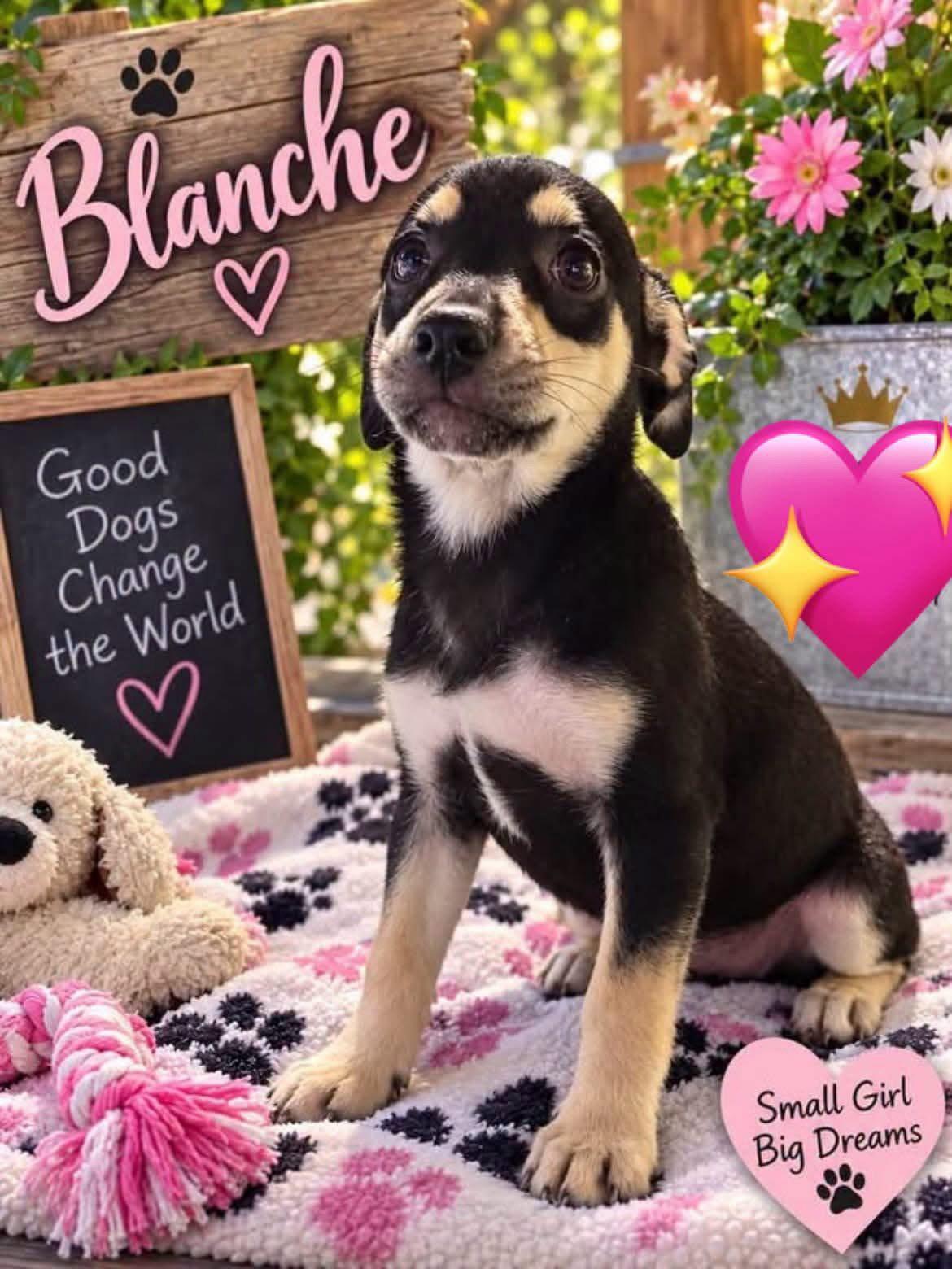 Blanche, Adoptable, Puppy Female Catahoula Leopard Dog.