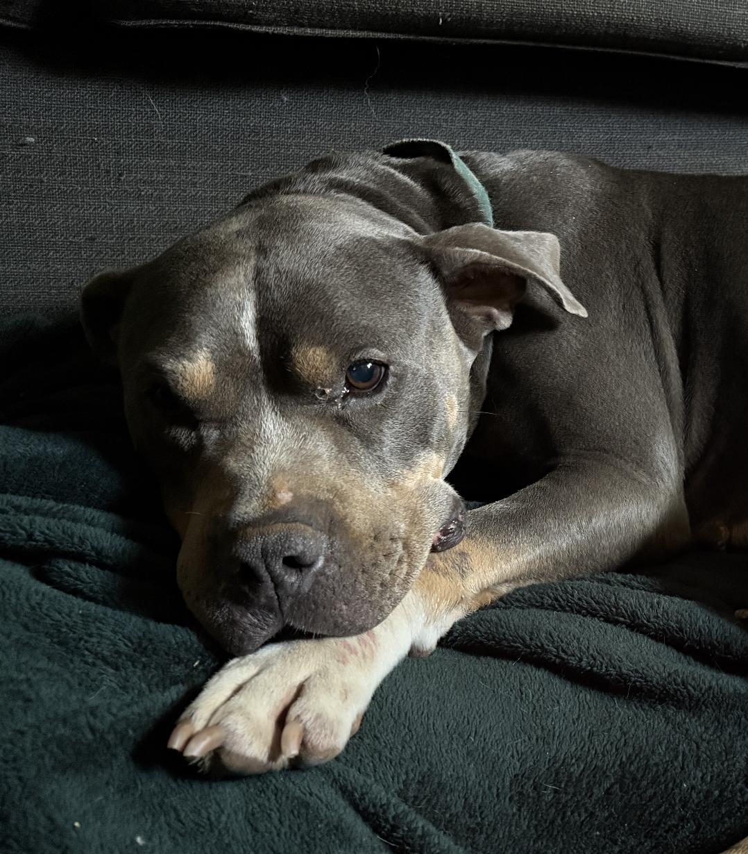 ANNORA (The Amazing Tripod)