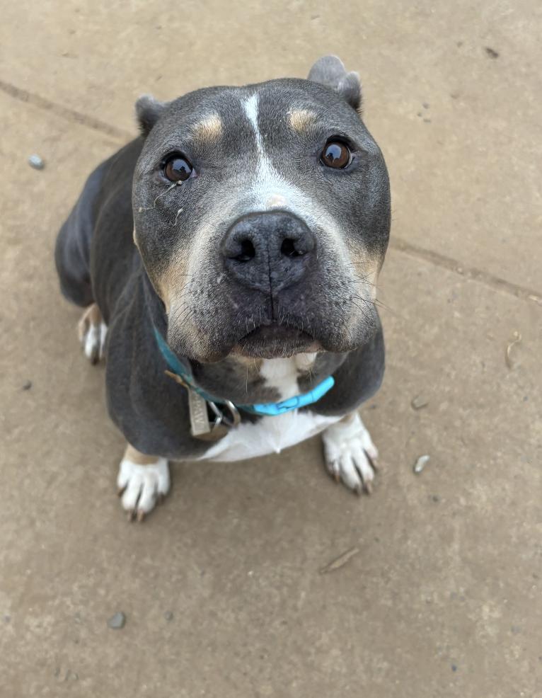 ANNORA (The Amazing Tripod)