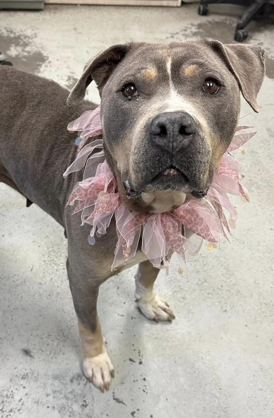 ANNORA (The Amazing Tripod)