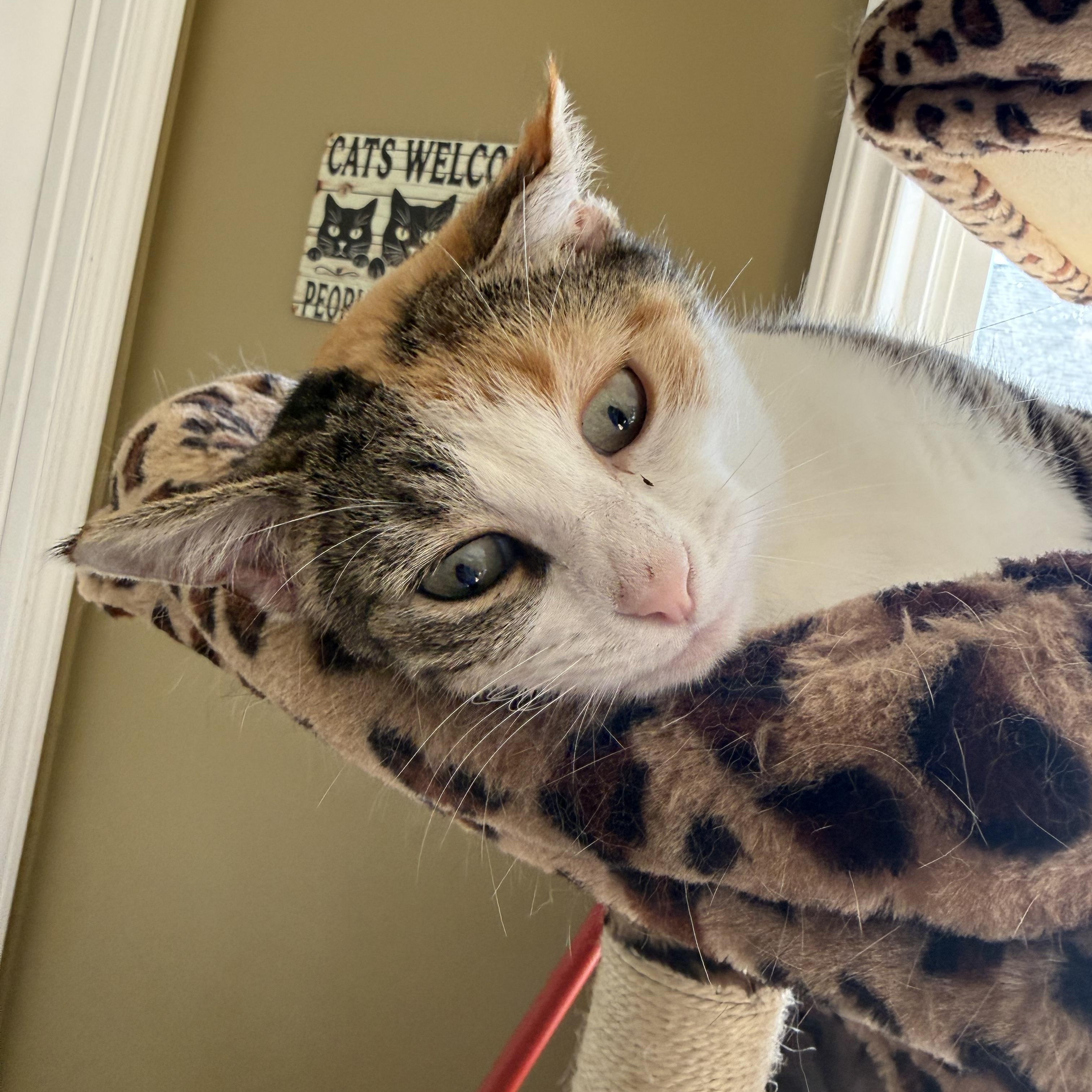 Enlarge Momma June, a Adoptable Calico in Brighton, IL image 3/3