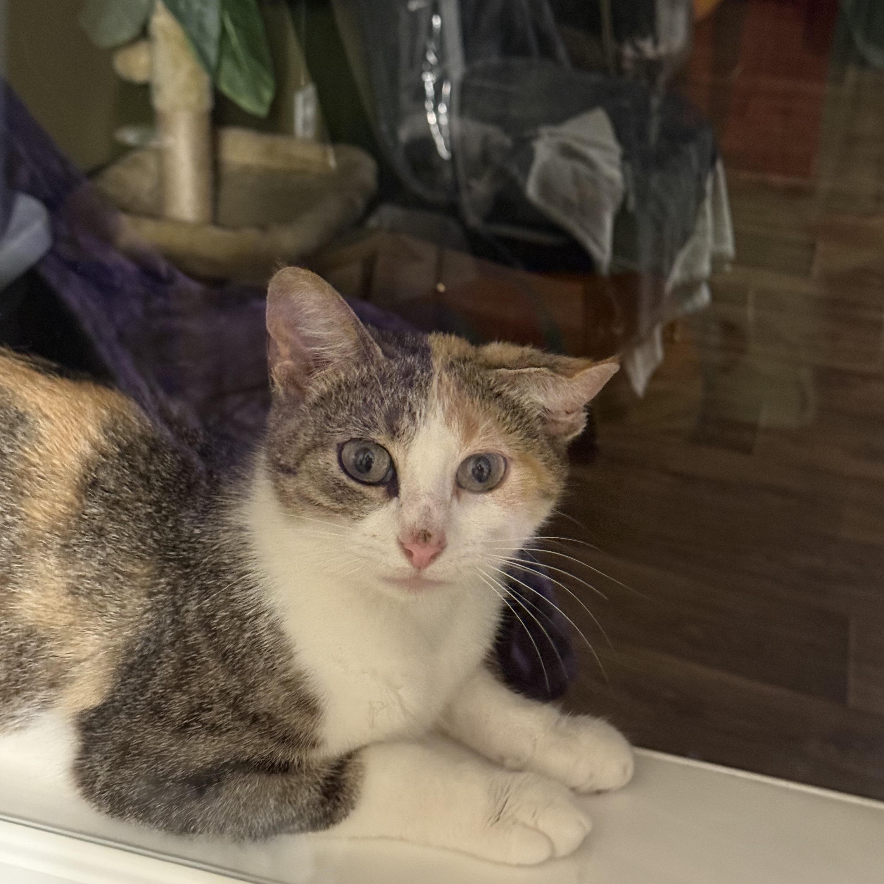 Enlarge Momma June, a Adoptable Calico in Brighton, IL image 1/3