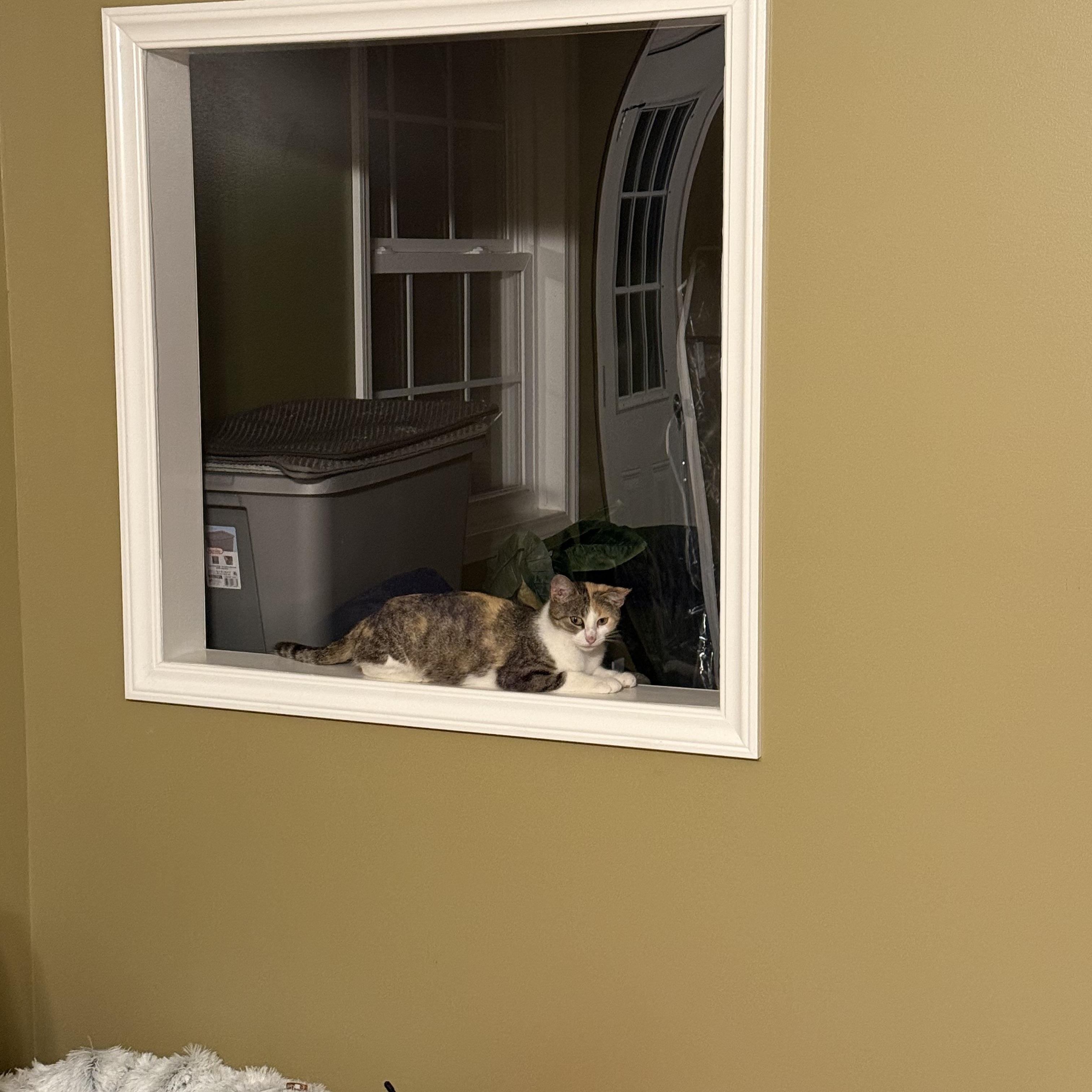 Enlarge Momma June, a Adoptable Calico in Brighton, IL image 2/3