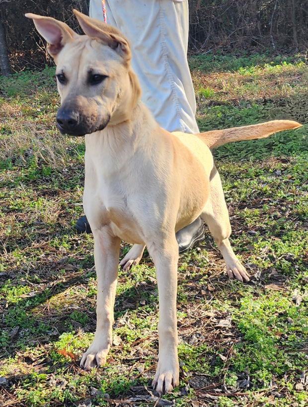 Enlarge 251947  Timex, a Adoptable mixed breed in Wetumpka, AL image 1/3