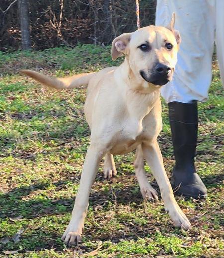 Enlarge 251947  Timex, a Adoptable mixed breed in Wetumpka, AL image 2/3