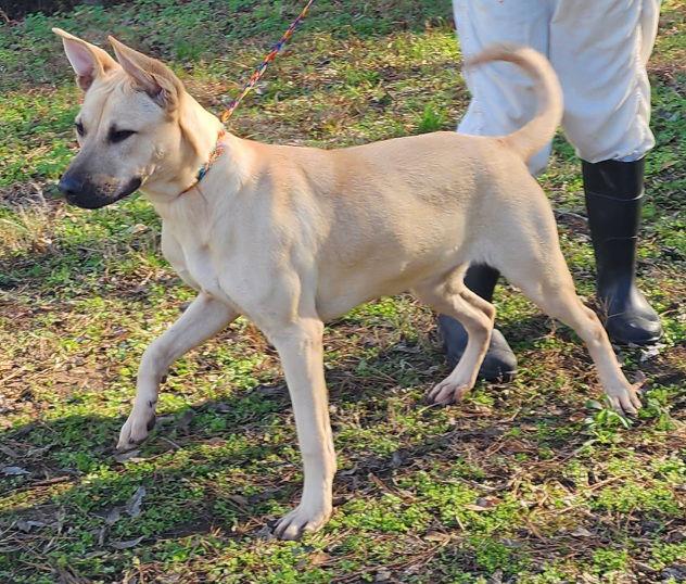Enlarge 251947  Timex, a Adoptable mixed breed in Wetumpka, AL image 3/3