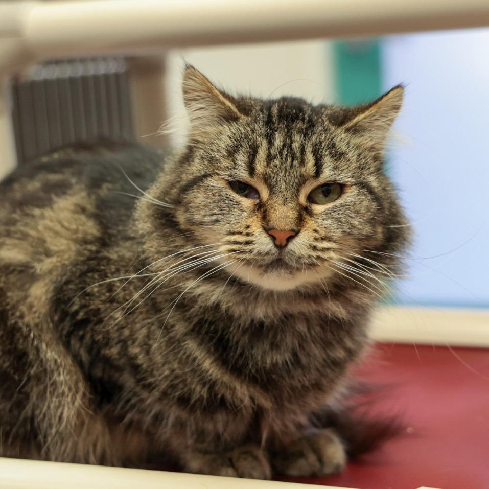 Ninja, Adoptable, Adult Female Domestic Medium Hair.