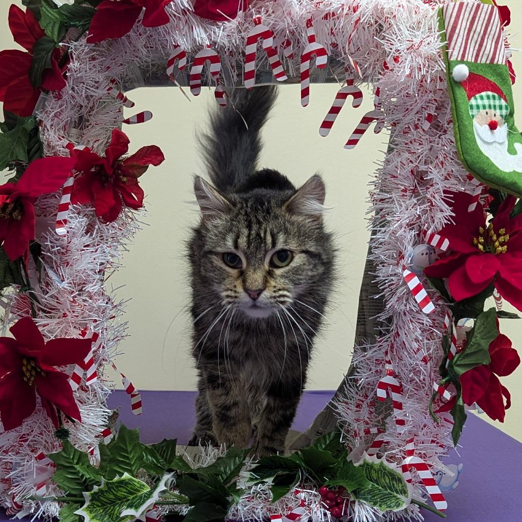 Enlarge Ninja, a Adoptable Domestic Medium Hair in Santa Barbara, CA image 3/4