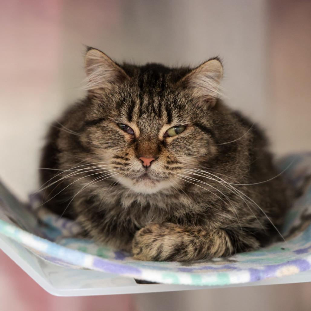 Enlarge Ninja, a Adoptable Domestic Medium Hair in Santa Barbara, CA image 4/4