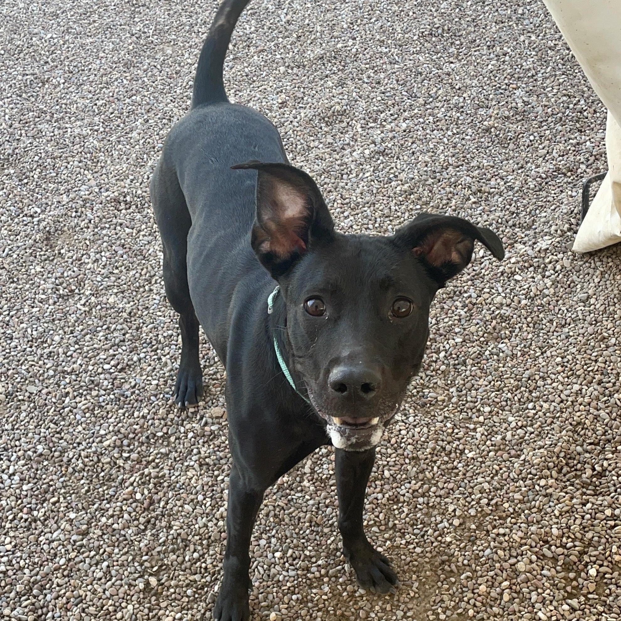 melody, Adoptable, Adult Female Mixed Breed.