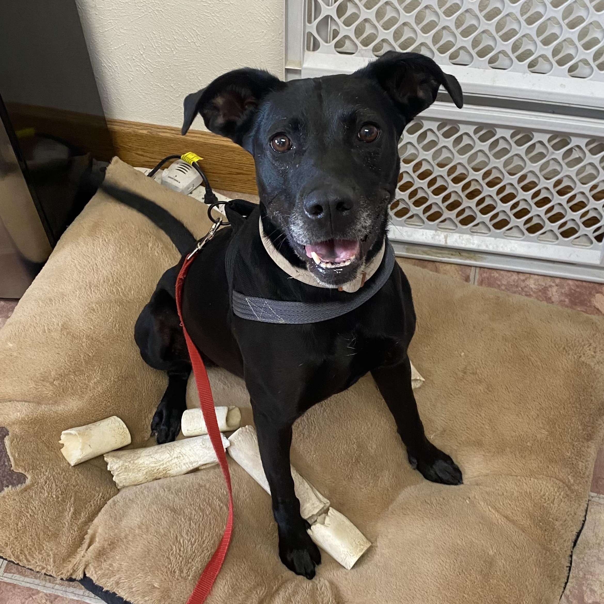 Melody, adoptable, Adult Female Mixed Breed.