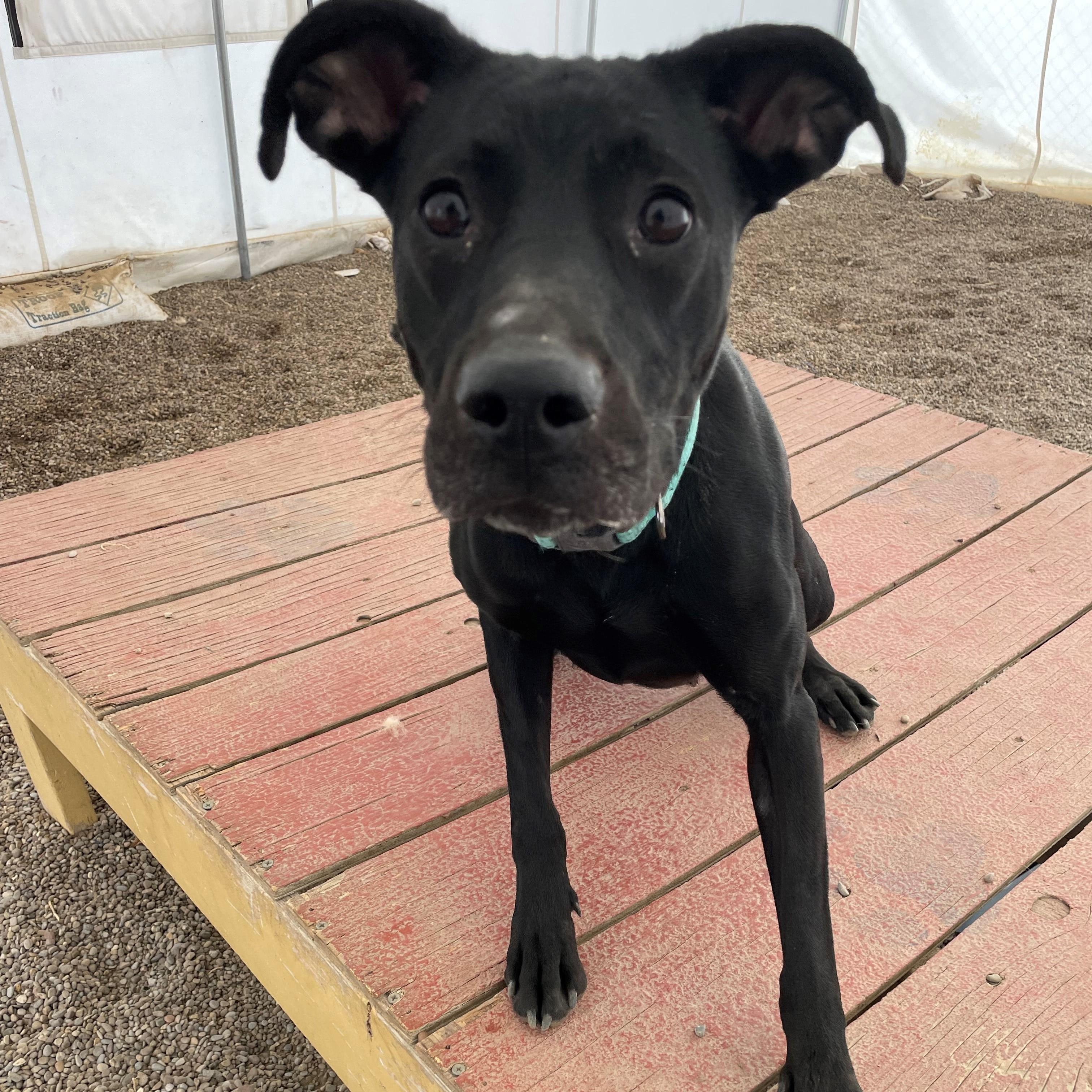 melody, a Adoptable Mixed Breed in Choteau, MT image 2/2