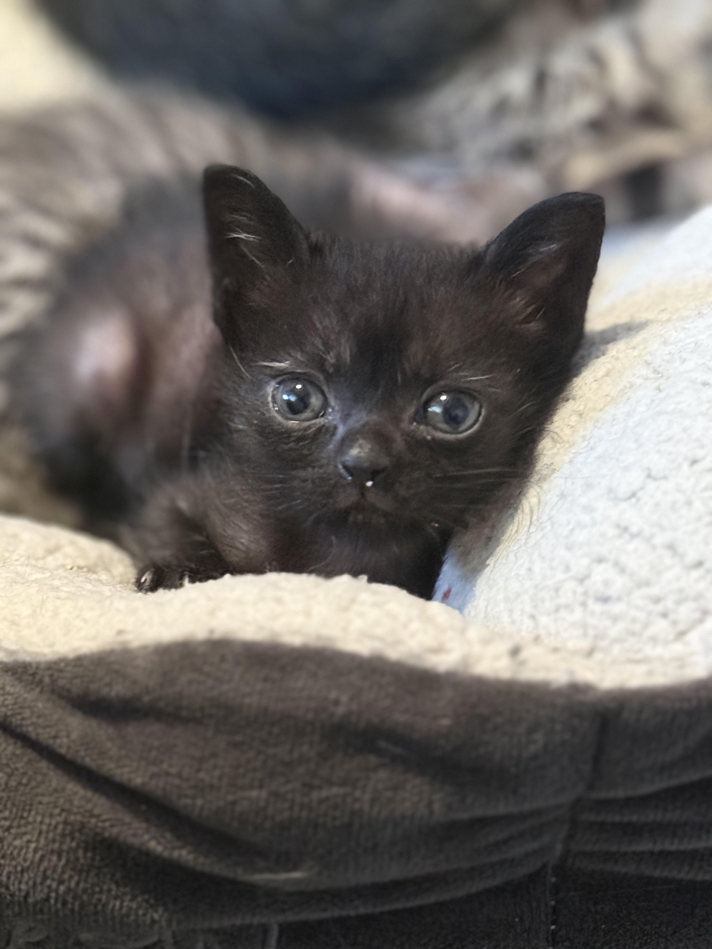 Kittens - ready to go May 23, an adopted Domestic Short Hair in Lincoln Park, NJ image 6/6