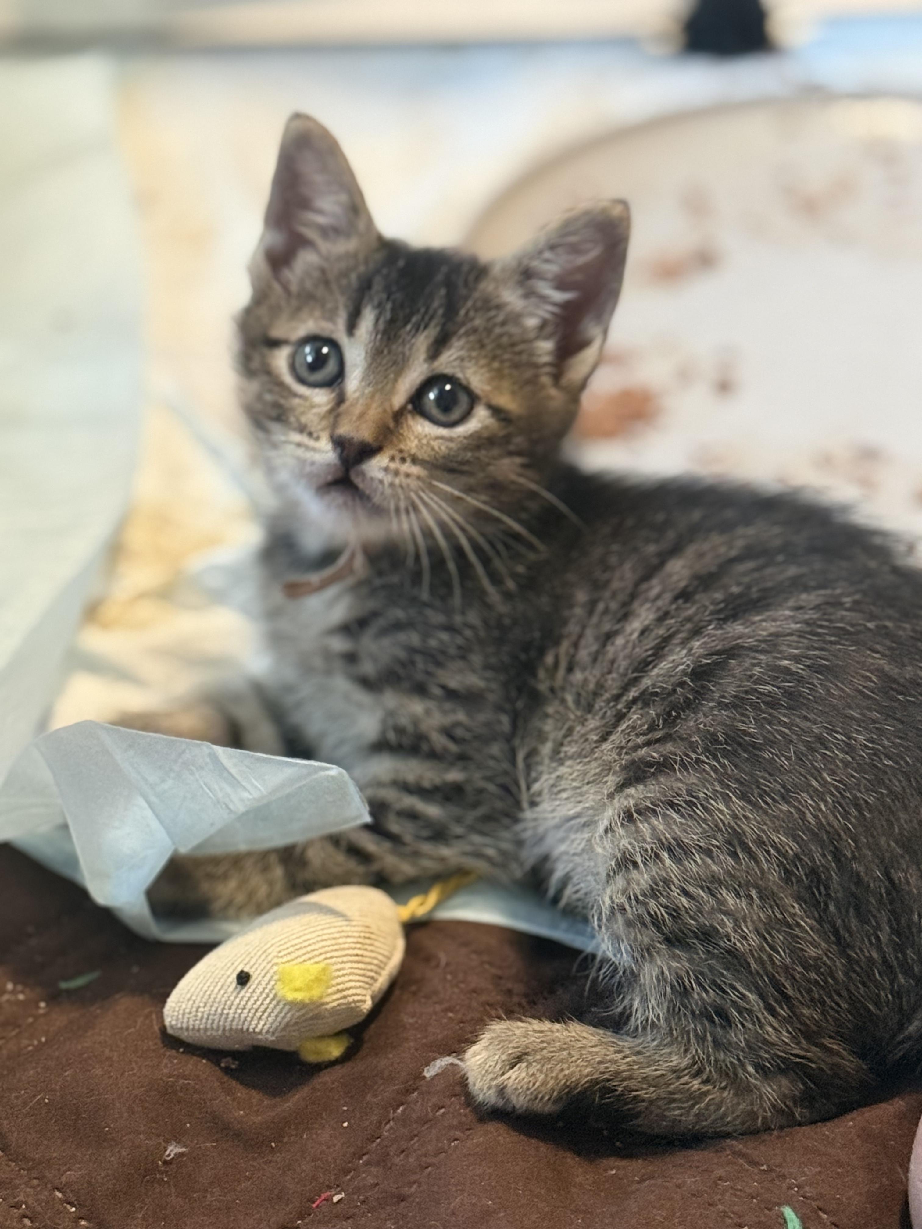 Kittens - ready to go May 23, an adopted Domestic Short Hair in Lincoln Park, NJ image 5/6