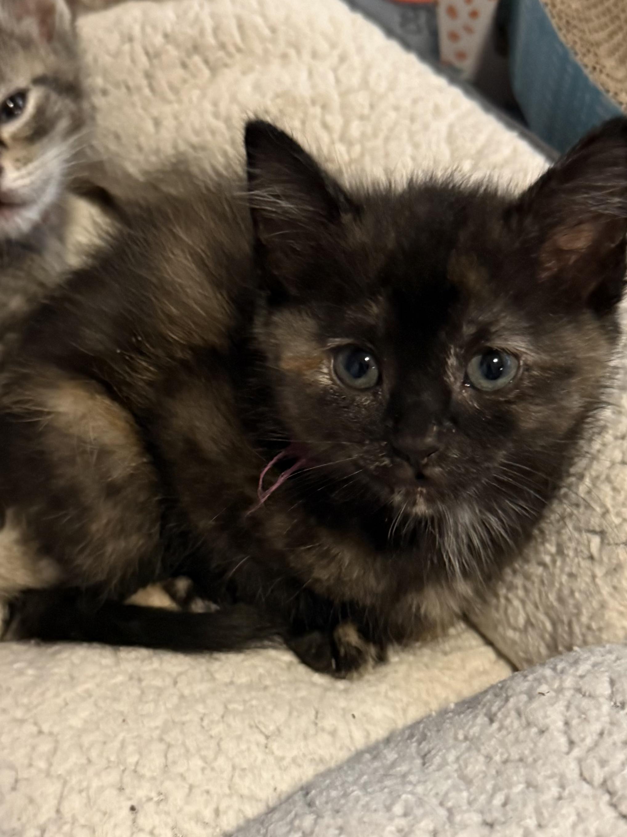 Kittens - ready to go May 23, an adopted Domestic Short Hair in Lincoln Park, NJ image 2/6