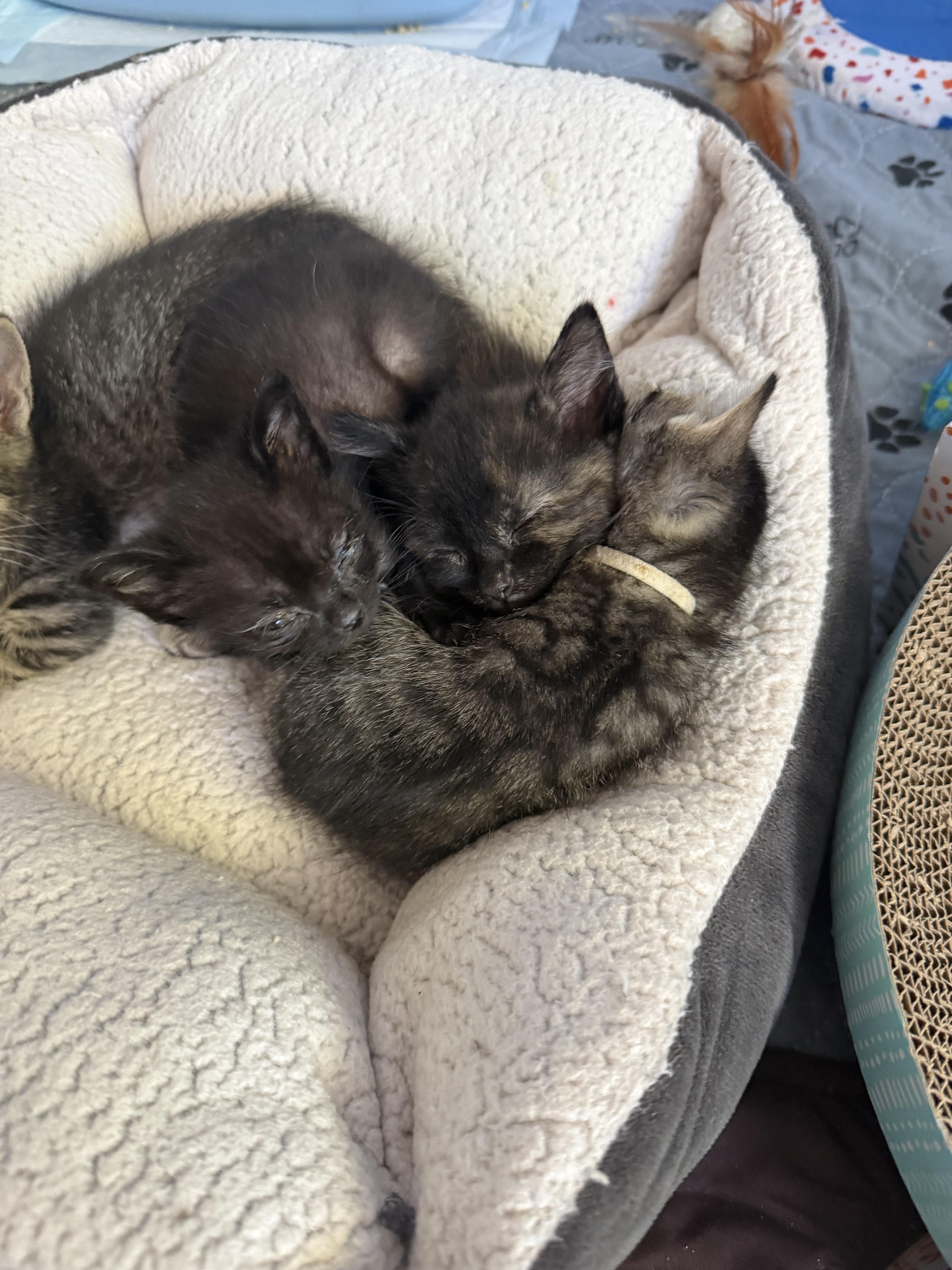 Kittens - ready to go May 23, an adopted Domestic Short Hair in Lincoln Park, NJ image 4/6