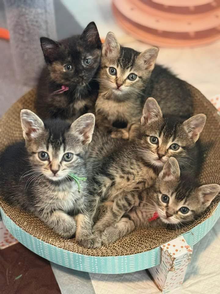Kittens - ready to go May 23, adopted, Kitten Male Domestic Short Hair.