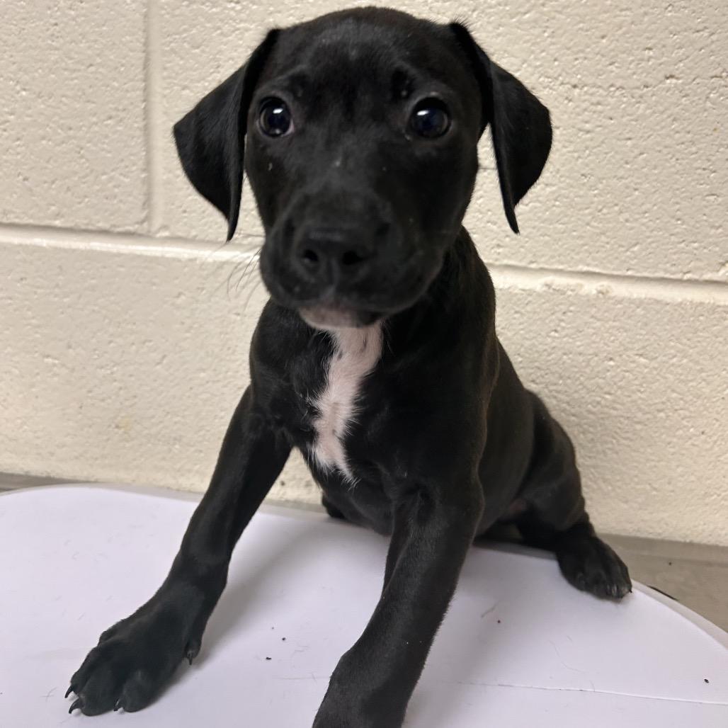 Lolipop, Adoptable, Puppy Female Mixed Breed.