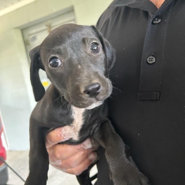 Lolipop, a Adoptable Mixed Breed in Roxboro, NC image 2/2