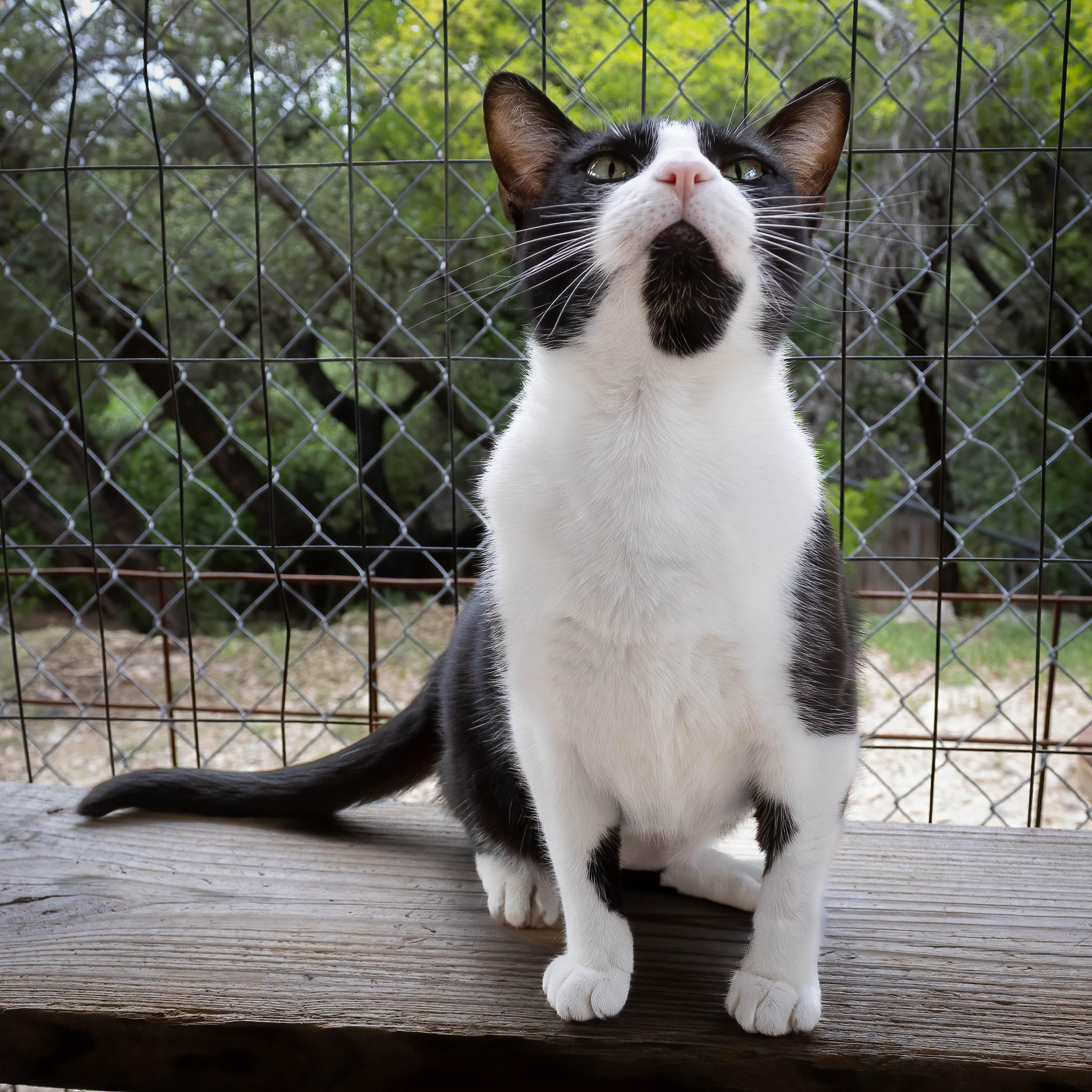 Thea, an adoptable Tuxedo in Lago Vista, TX, 78645 | Photo Image 1