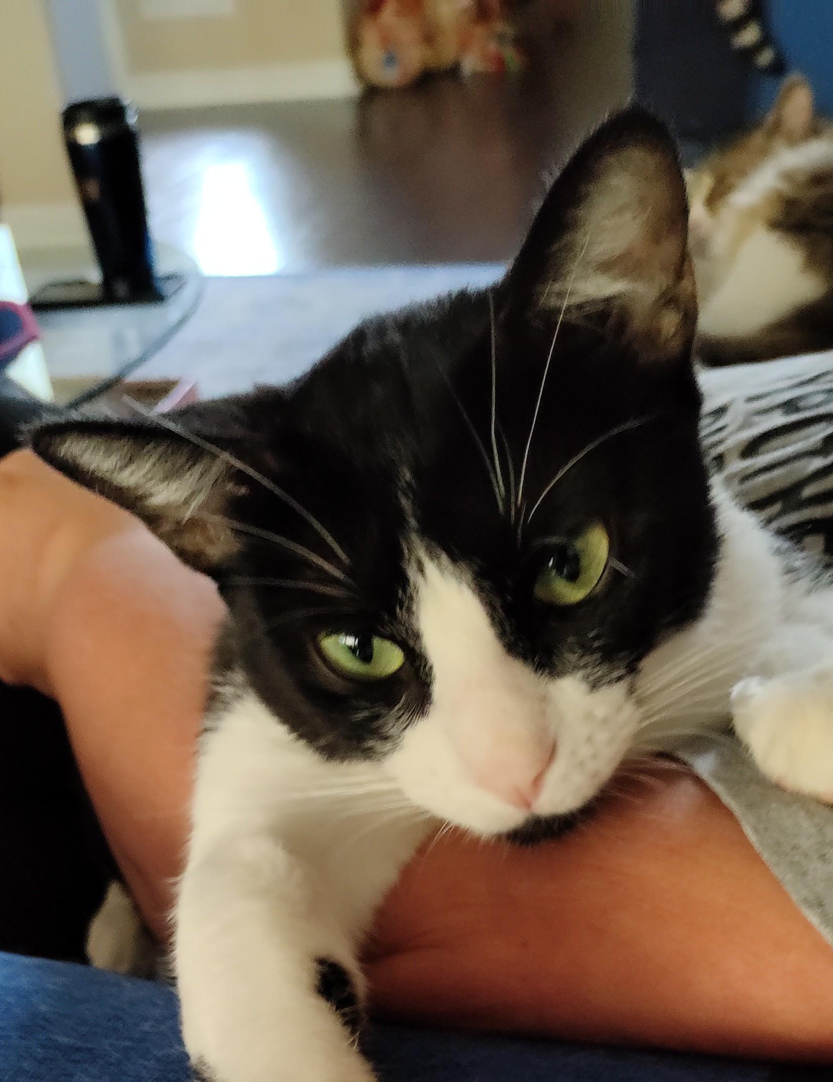 Thea, an adoptable Tuxedo in Lago Vista, TX, 78645 | Photo Image 2