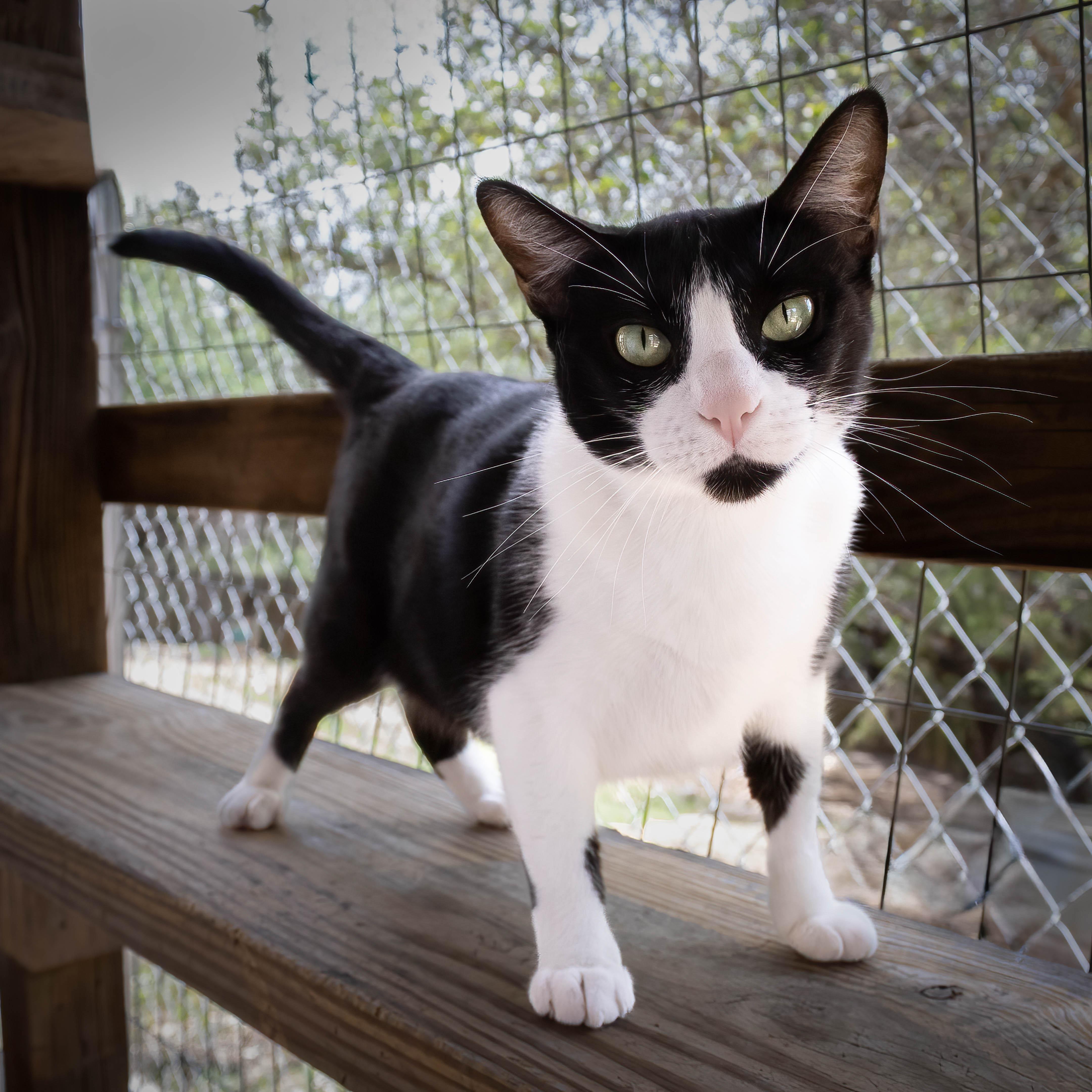 Thea, an adoptable Tuxedo in Lago Vista, TX, 78645 | Photo Image 3